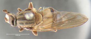 Media type: image;   Entomology 13144 Aspect: habitus dorsal view